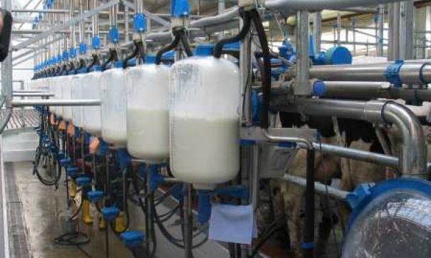 Нарушение условий на молочном заводе