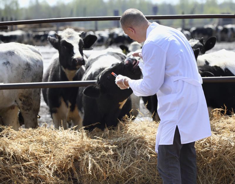 Введение коровам антибиотиков