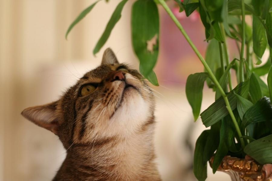 Кошка и растение