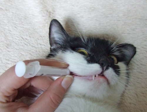 Выпаивание кошки со шприца